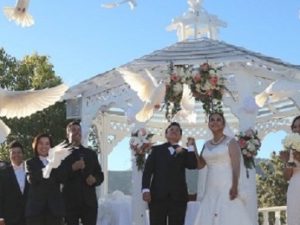 12 White Doves